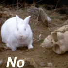 rabbitgif.gif