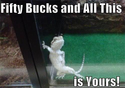 Bearded Dragon Funny