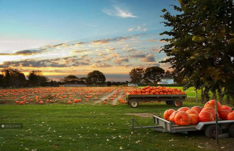 pumpkin patch Pictures, Images and Photos