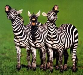 3 Zebras Pictures, Images and Photos