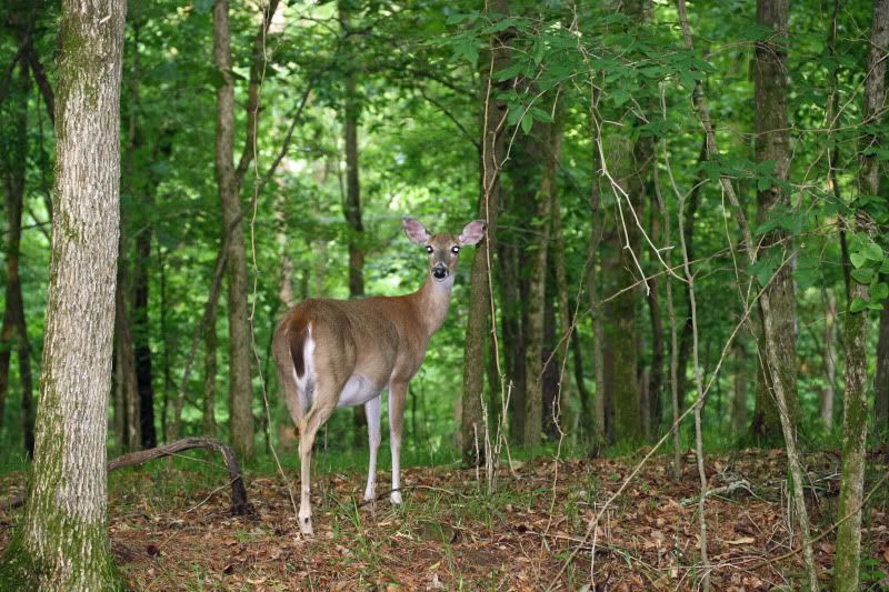 deer.jpg