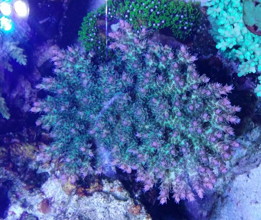 led light vs t5