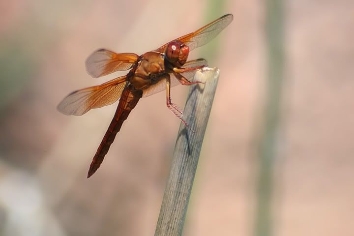 IMG_6228.jpg