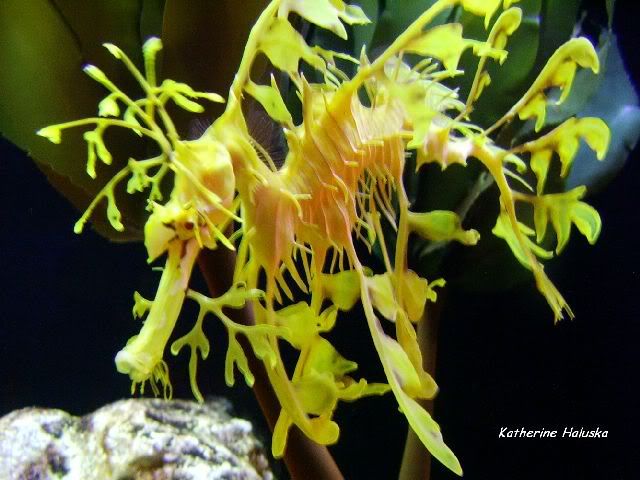 leafyseadragon2.jpg