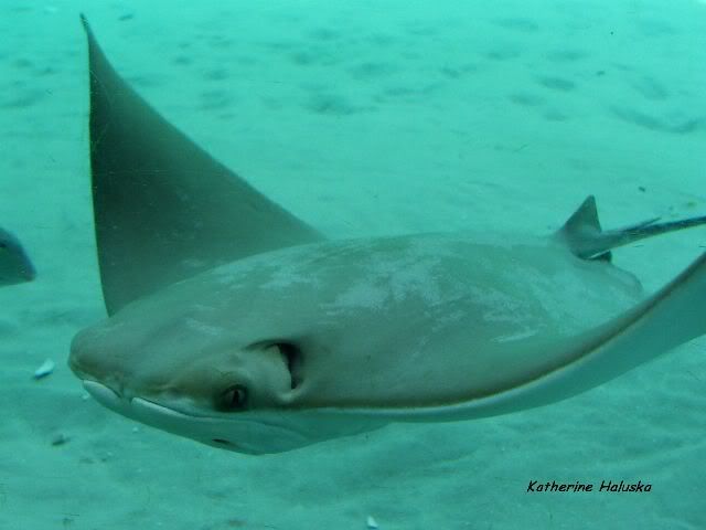 stingray2.jpg