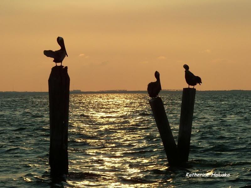 sunsetpelicans.jpg