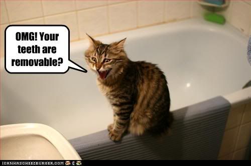 funny-pictures-cat-fears-your-dentu.jpg