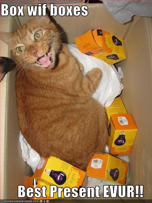 funny-pictures-cat-likes-boxes.jpg