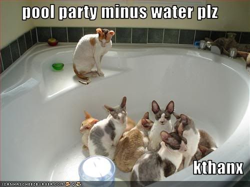 funny-pictures-cats-have-pool-party.jpg