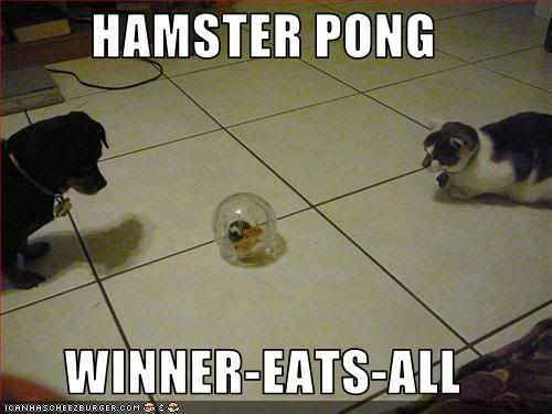 funny-pictures-cats-play-game-with-.jpg