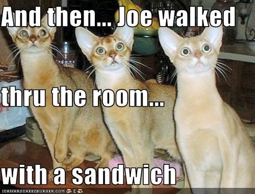funny-pictures-cats-stare-at-sandwi.jpg