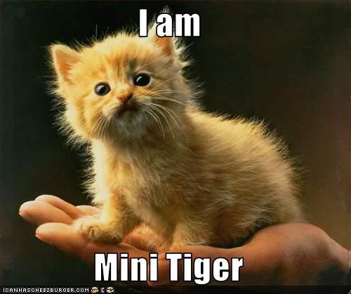 funny-pictures-kitten-is-miniature-.jpg
