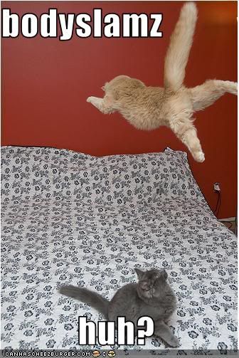 funny-pictures-one-cat-wrestles.jpg