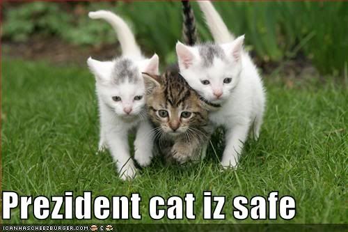 funny-pictures-president-cat-is-saf.jpg