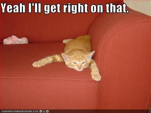 funny-pictures-your-kitten-is-lazy.jpg