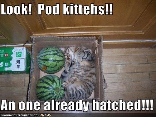 podkitty.jpg