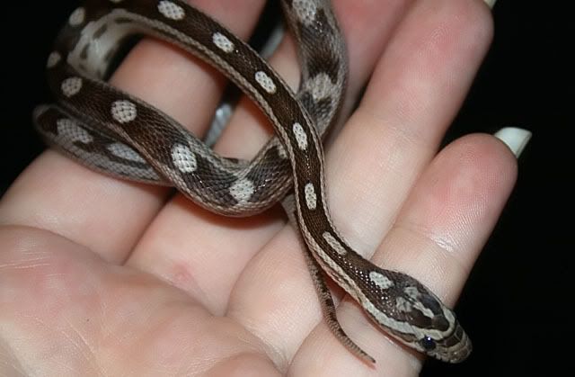 Penny26NOV.jpg