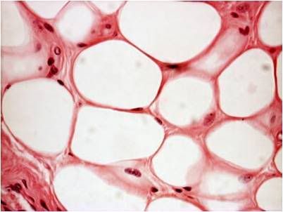 Adipose tissue - Wikipedia