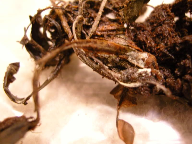 How can I revive a totally dead venus fly trap?