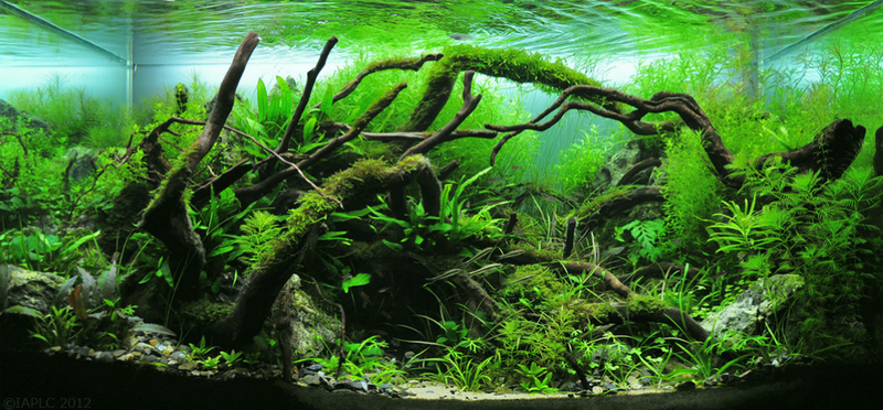 29g Jungle Cave Aquascaping World Forum