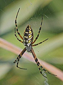  photo Argiope aurantia common garden spider.jpg