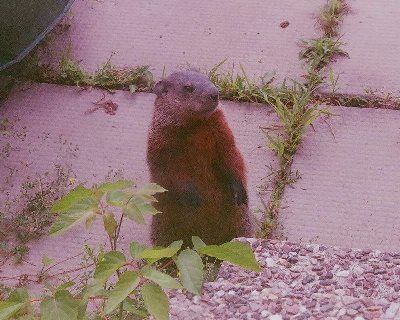  photo BackyardGroundhogbyChrisSorrentiOttawaCanadaRED50_zps44623ef5.jpg