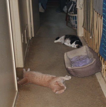  photo Cats in the Upstairs Hallway - May 2017 RED505050_zps8f6xcxyt.jpg