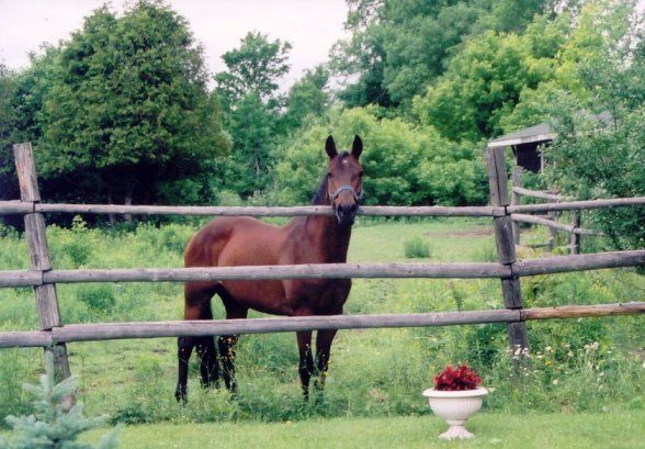  photo Mareshorse by ChrisSorrenti 2005 b RED70.jpg