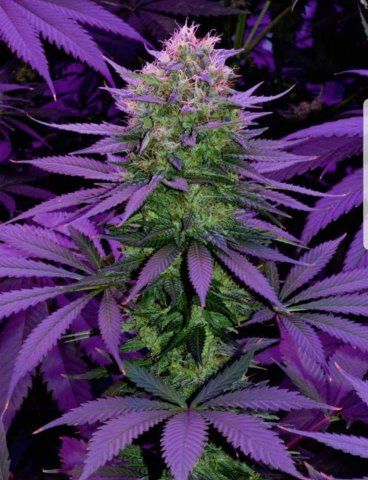  photo Marijuana Purple Leaves RED50.jpg