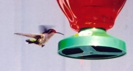 Hummingbird at Lac en couer, QC by Chris Sorrenti (Ottawa, Canada)