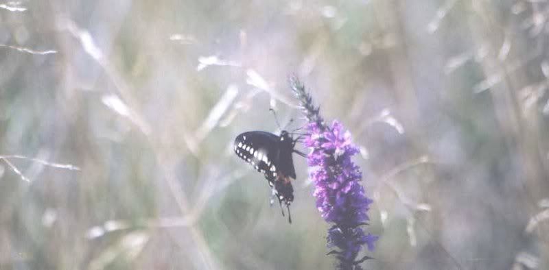 Black Swallowtail at Baskins Beach (zoomed out) by Chris Sorrenti (Ottawa, Canada)