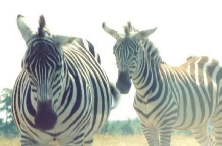 Zebras at Kitchener, Ontario Park Safari by Chris Sorrenti (Ottawa, Canada) 1989 photo zebrasRED.jpg