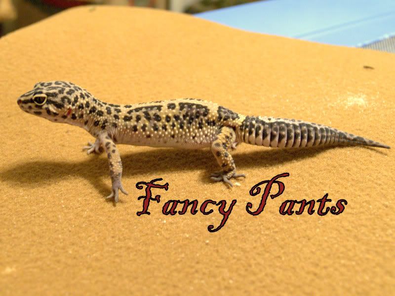 gecko pants