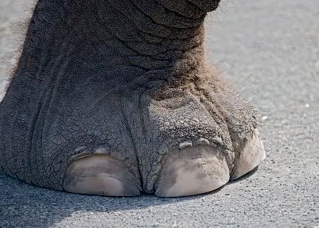 elephantfoot.jpg