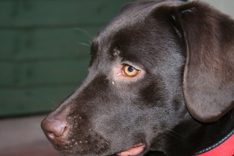 discharge from eyes Labradors Forums