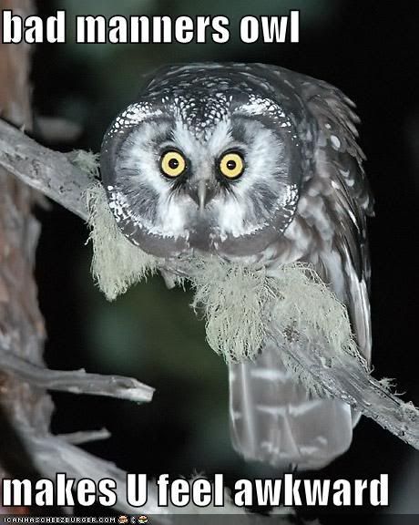 funny-pictures-staring-awkward-owl.jpg