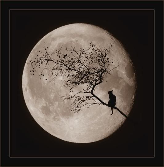 Shadows on the moon Pictures, Images and Photos