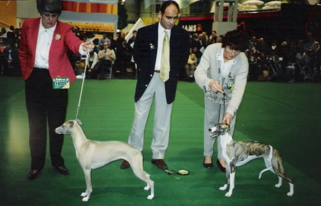 crufts1995bitches.jpg