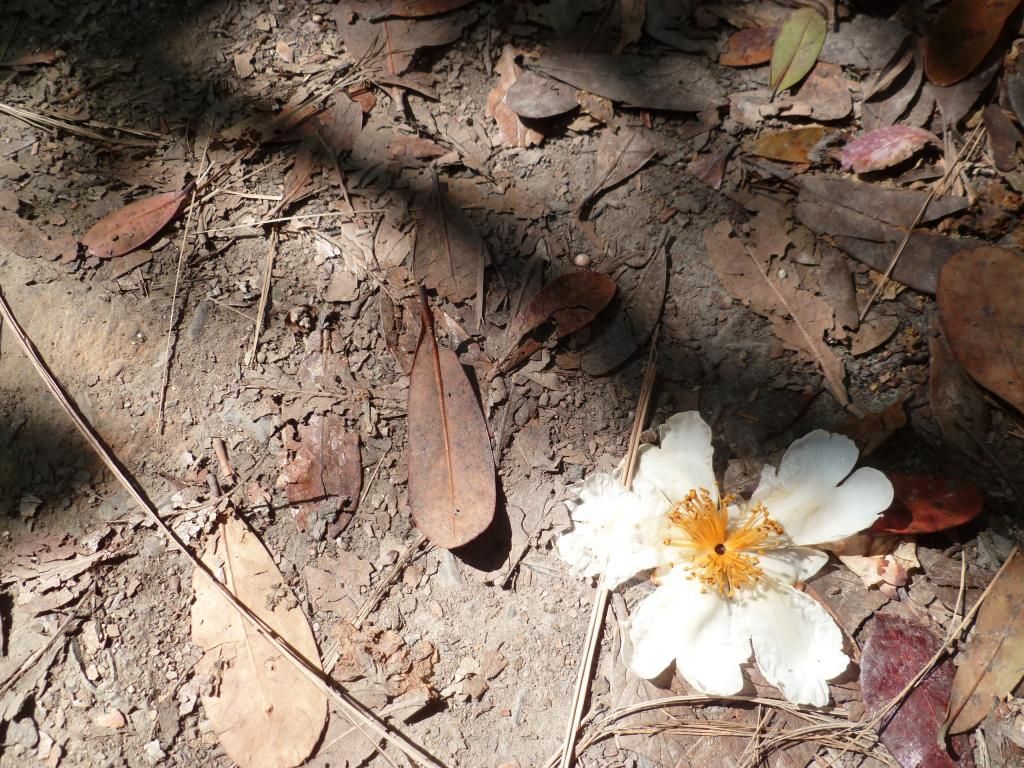 Fleur en forêt