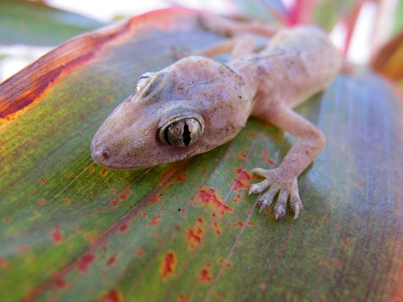 IMAGE: http://i52.photobucket.com/albums/g21/isaac1970/IMG_0298-1.jpg