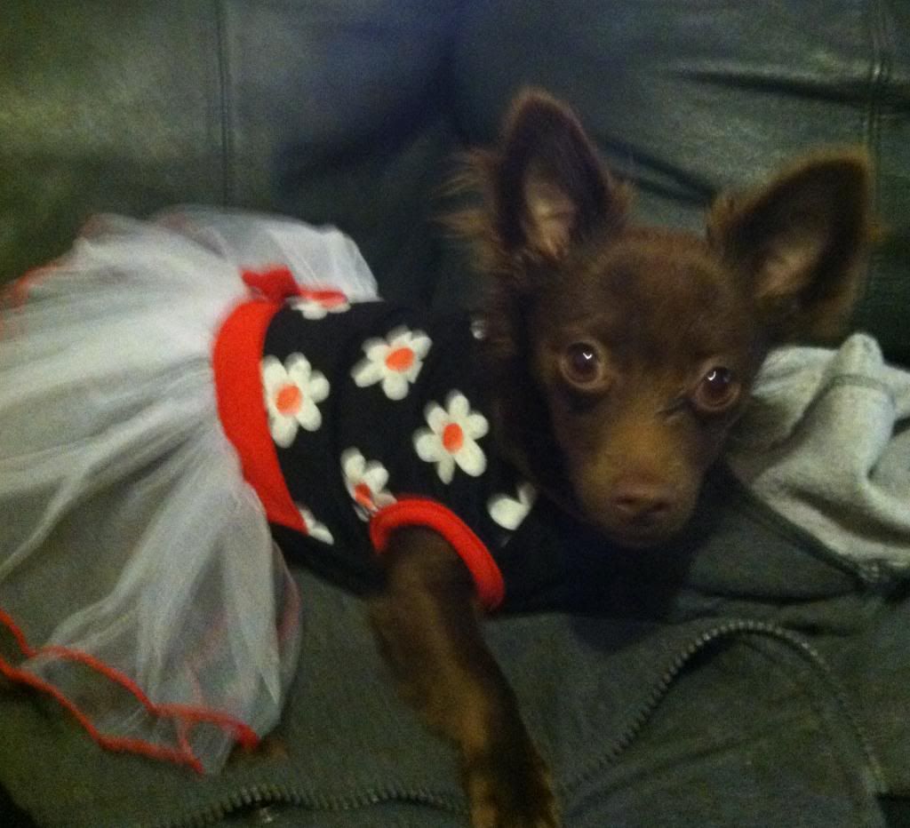 massive hair loss after spay? long hair chi Chihuahua People Forum