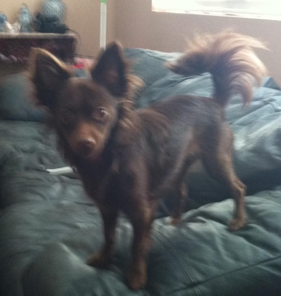 massive hair loss after spay? long hair chi Chihuahua People Forum