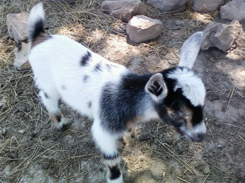 Cuteness alert! - Goats