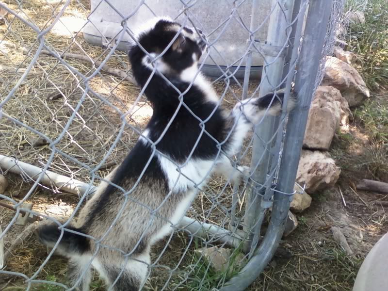 Cuteness alert! - Goats