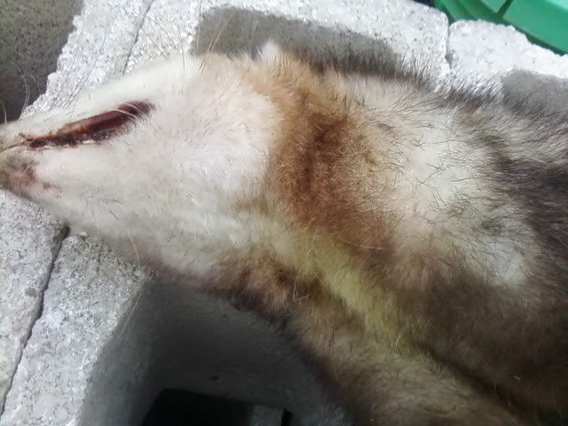 Sold some fur today... - The Great Outdoors