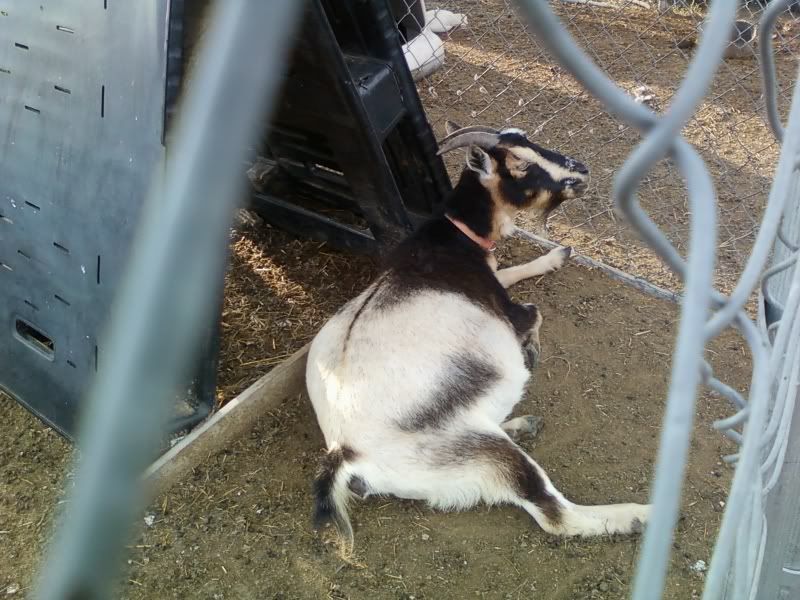 A pic of pregnant Lila - Goats