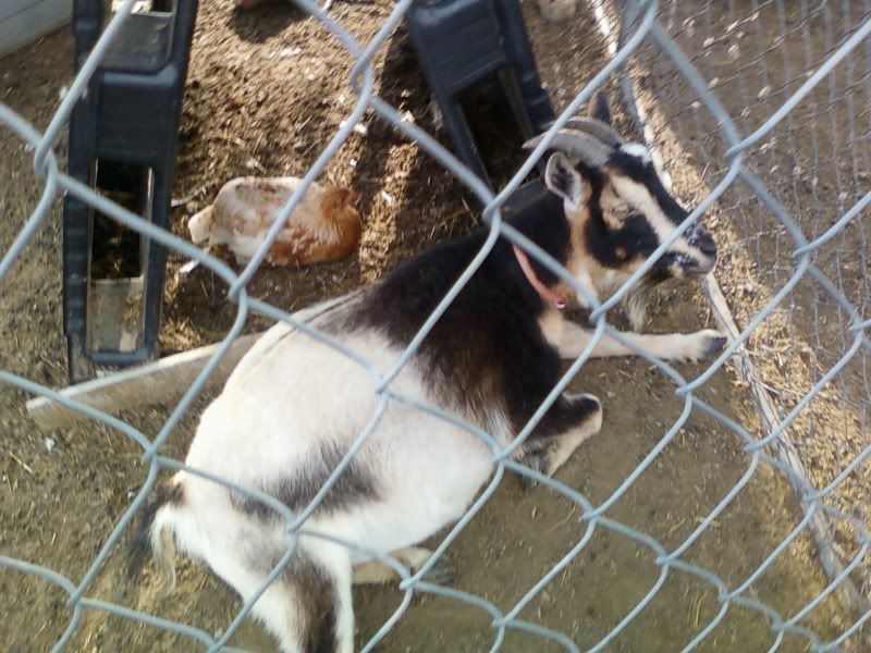 A pic of pregnant Lila - Goats