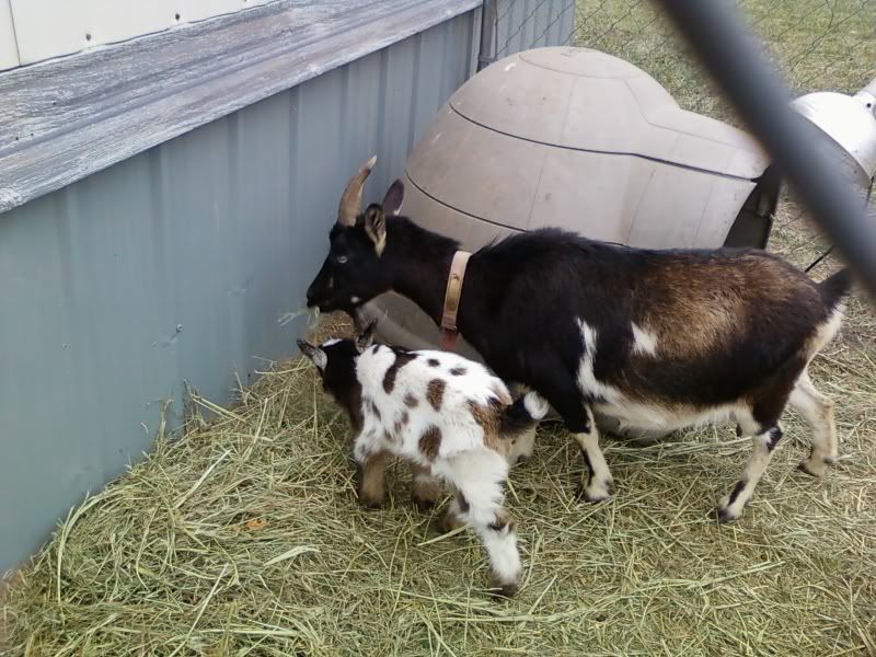Pics of my herd(several) - Goats