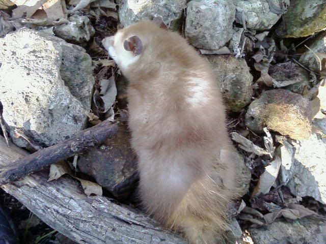 A cinnamon possum - The Great Outdoors