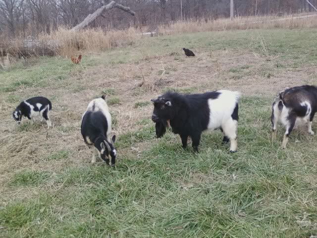 Pics of my herd(several) - Goats